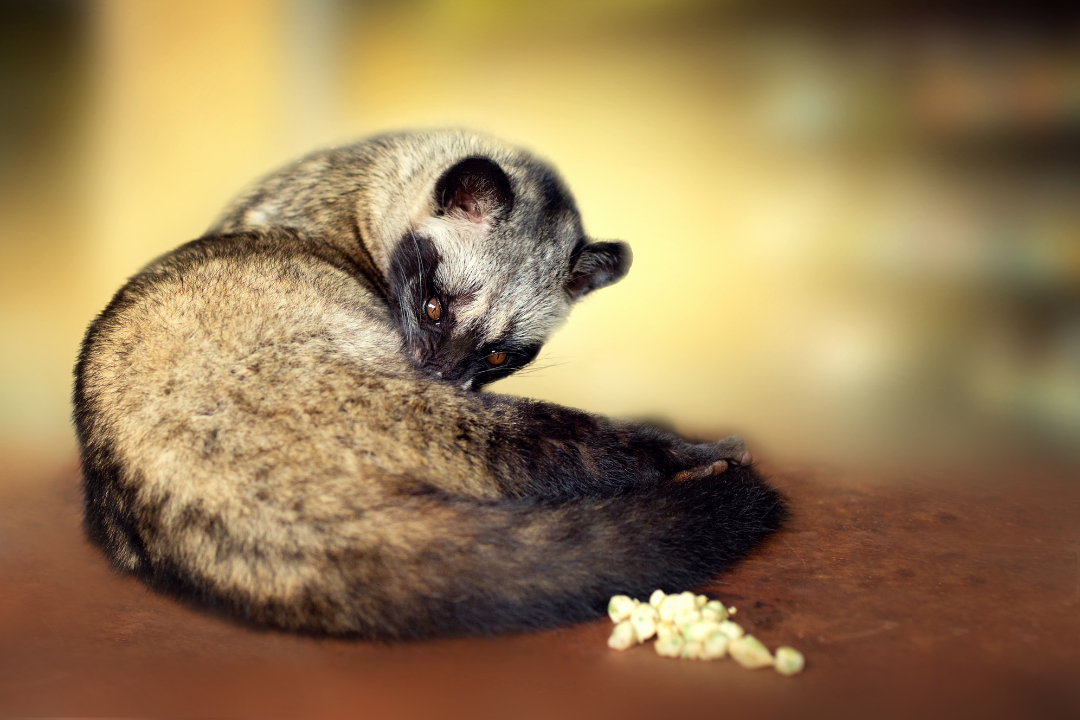 Main image: civet coffee, a luxury experience