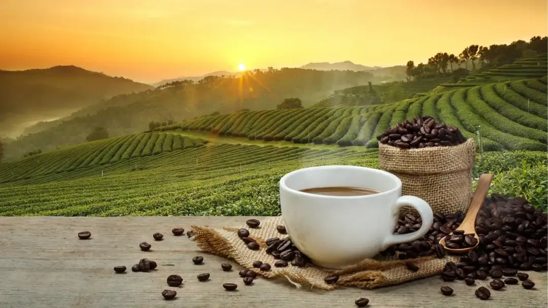 Main image: coffee production processes